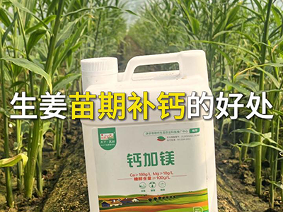 生姜苗期补钙的好处 ()