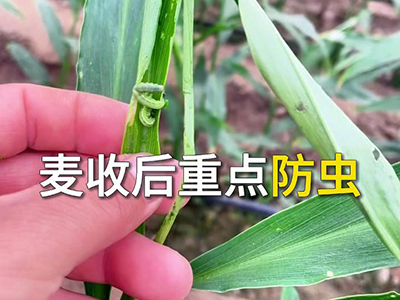 麦收后重点防虫 ()