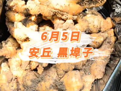 6月5日 安丘黑埠子价格行情 ()