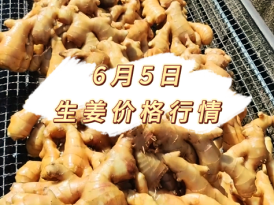 6月5日 生姜价格行情 ()
