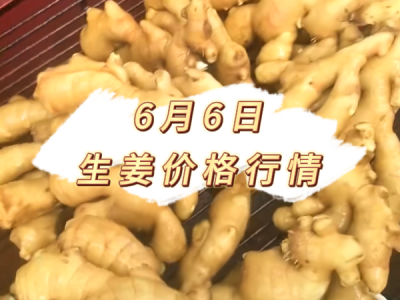 6月6日 生姜价格行情 ()