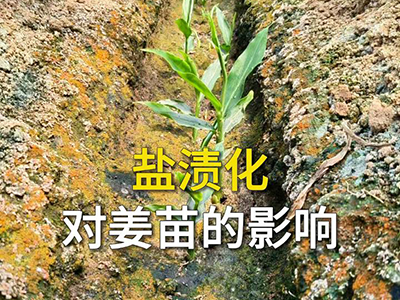 盐渍化对姜苗的影响 ()