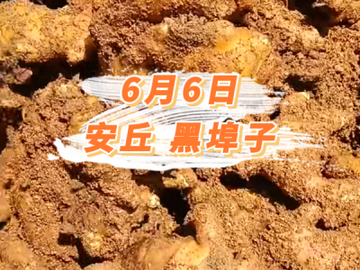 6月6日 安丘黑埠子价格行情 ()