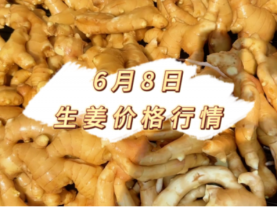 6月8日 生姜价格行情