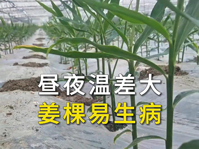 昼夜温差大 姜棵易生病 ()