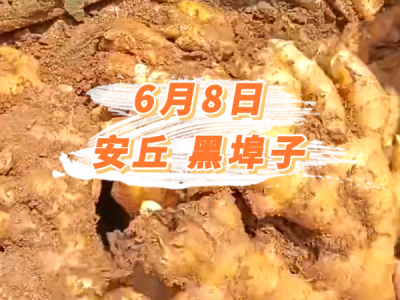 6月8日 安丘黑埠子价格行情