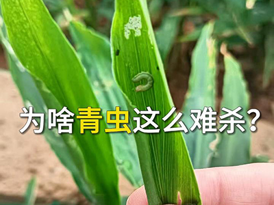 为啥青虫这么难杀？ ()