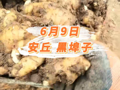 6月9日 安丘黑埠子价格行情