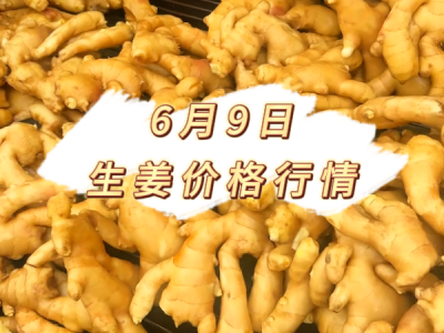 6月9日 生姜价格行情