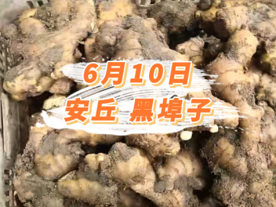 6月10日 安丘黑埠子价格行情 ()