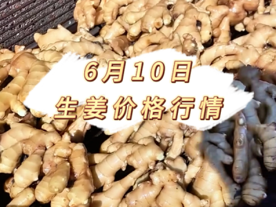 6月10日 生姜价格行情 ()
