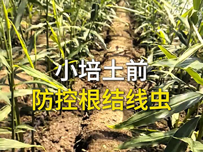 小培土前防控根结线虫 ()
