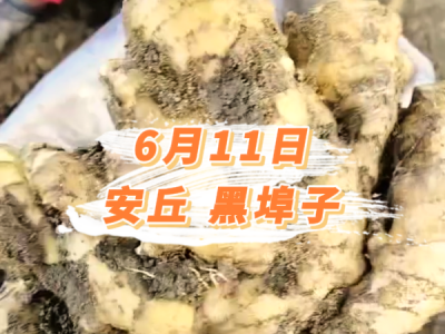 6月11日 安丘黑埠子价格行情 ()