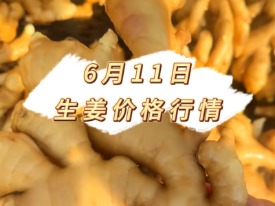 6月11日 生姜价格行情 ()