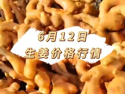 6月12日 生姜价格行情 ()