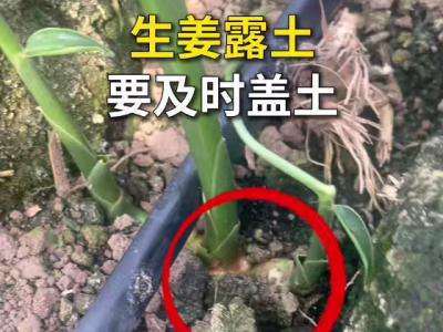 生姜露土要及时盖土 ()