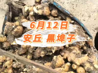 6月12日 安丘黑埠子价格行情 ()