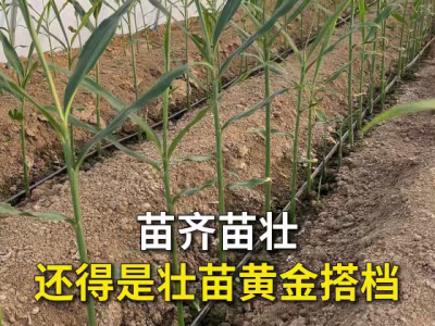 苗齐苗壮还得是壮苗黄金搭档 ()
