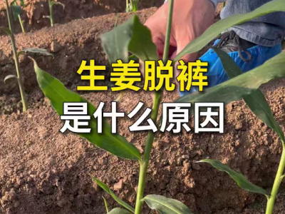 生姜脱裤是什么原因？ ()