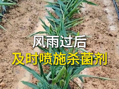 风雨过后及时喷施杀菌剂 ()