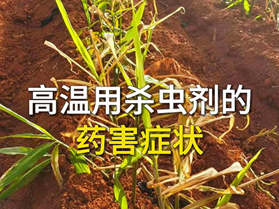 高温用杀虫剂的药害症状 ()