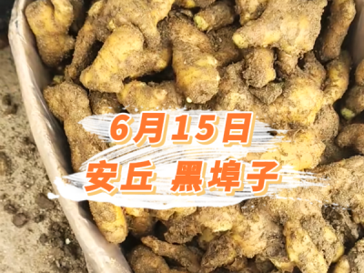 6月15日 安丘黑埠子价格行情 ()