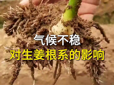 气候不稳对生姜根系的影响 ()