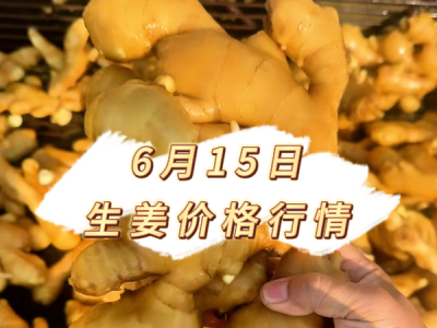 6月15日 生姜价格行情 ()
