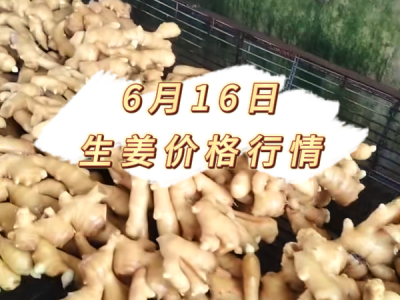 6月16日 生姜价格行情 ()