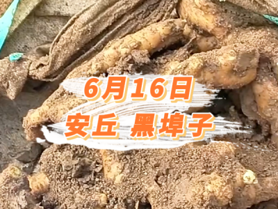 6月16日 安丘黑埠子价格行情 ()