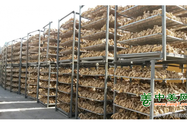 6月底迎拐点？未来生姜走势出人意料 ()