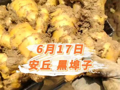 6月17日 安丘黑埠子价格行情 ()