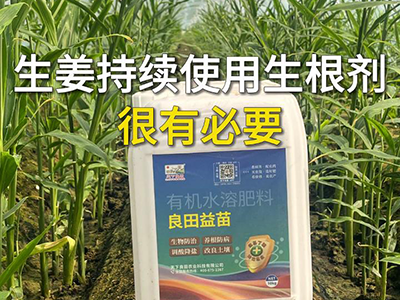 生姜持续使用生根剂很有必要 ()