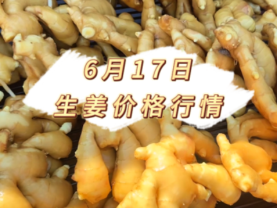 6月17日 生姜价格行情 ()