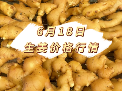 6月18日 生姜价格行情 ()