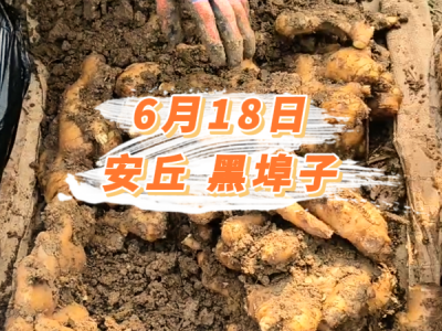 6月18日 安丘黑埠子价格行情 ()