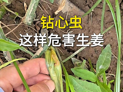 钻心虫这样危害生姜 ()