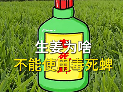 生姜为啥不能使用毒死蜱 ()