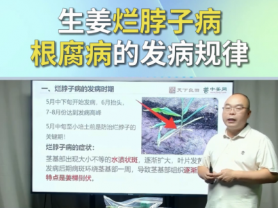 生姜烂脖子病根腐病的发病规律 ()
