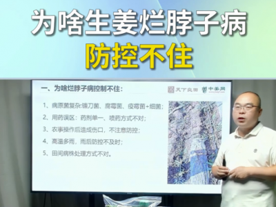 为啥生姜烂脖子病防控不住？ ()