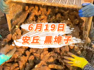 6月19日 安丘黑埠子价格行情 ()