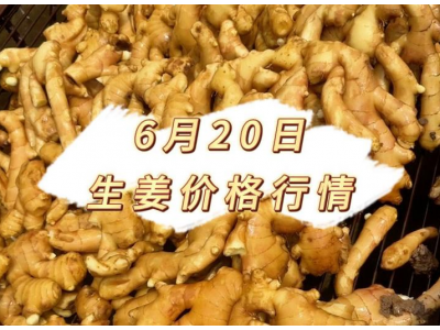 6月20日 生姜价格行情 ()