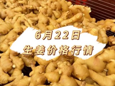 6月22日 生姜价格行情 ()