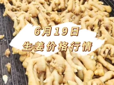 6月19日 生姜价格行情 ()