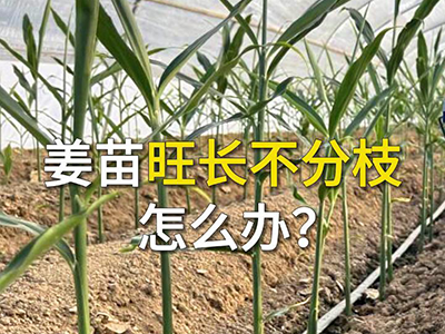 姜苗旺长不分枝怎么办？ ()