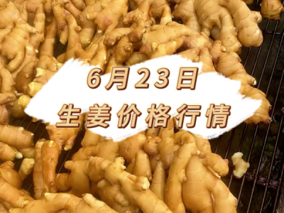 6月23日 生姜价格行情 ()