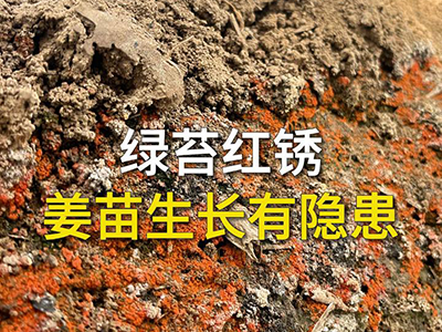 绿苔红锈 姜苗生长有隐患 ()