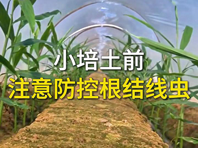 小培土前注意防控根结线虫 ()