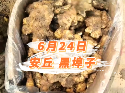 6月24日 安丘黑埠子价格行情 ()