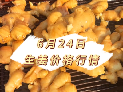 6月24日 生姜价格行情 ()